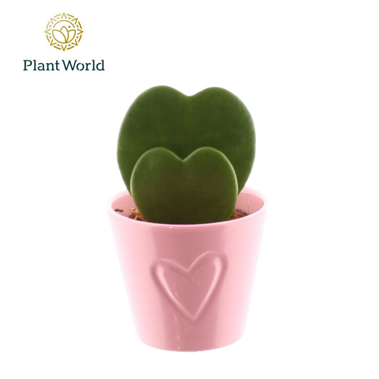 Planta naturala de interior H13cm Hoya Kerrii 2pp in ghiveci ceramic PS7 in pamant