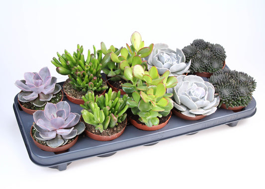 Planta naturala de interior H15cm Succulenten mix PS10.5 in pamant