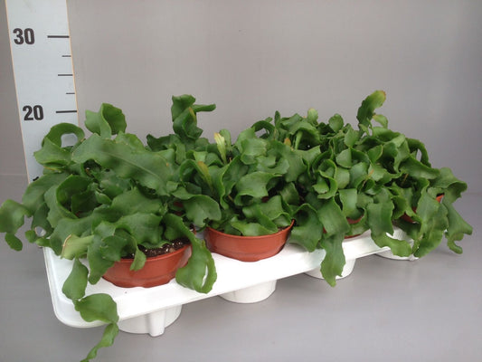 Planta naturala de interior H20cm Epiphyllum guat. subsp. monstrose PS12/ in pamant