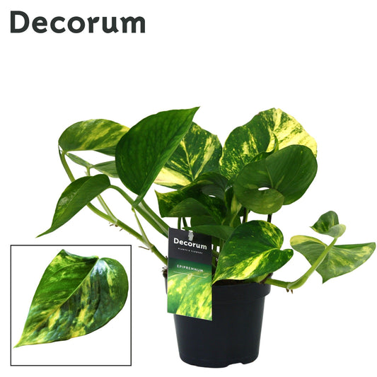 Planta naturala de interior H25cm Epipremnum pinnatum 'Aureum' P12/10 in pamant