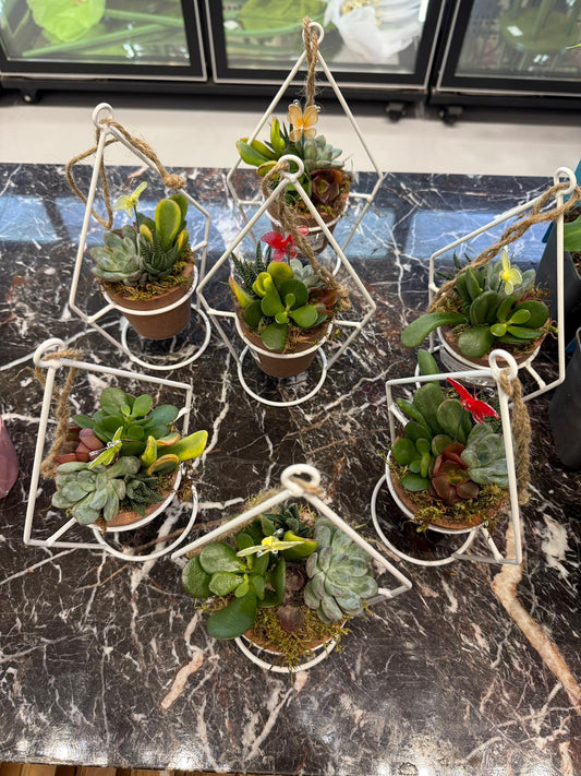Planta naturala de interior H25cm Succulenten arrangement mix PS9/ fixate in ciment