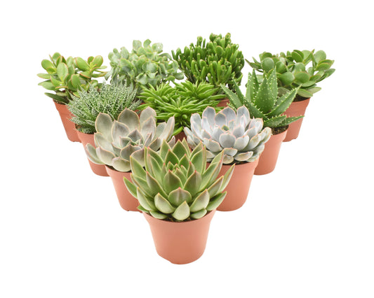 Planta naturala de interior H25cm Succulenten mix PS12 in pamant
