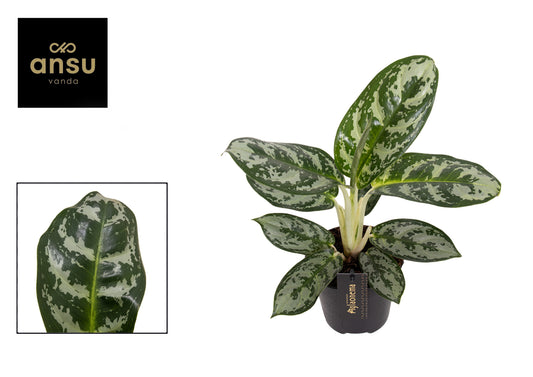 Planta naturala de interior H30cm Aglaonema Amazon Silver PS12/10cm in pamant
