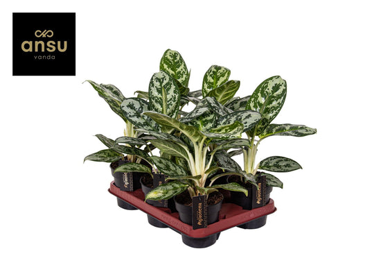 Planta naturala de interior H30cm Aglaonema Amazon Silver PS12/10cm in pamant