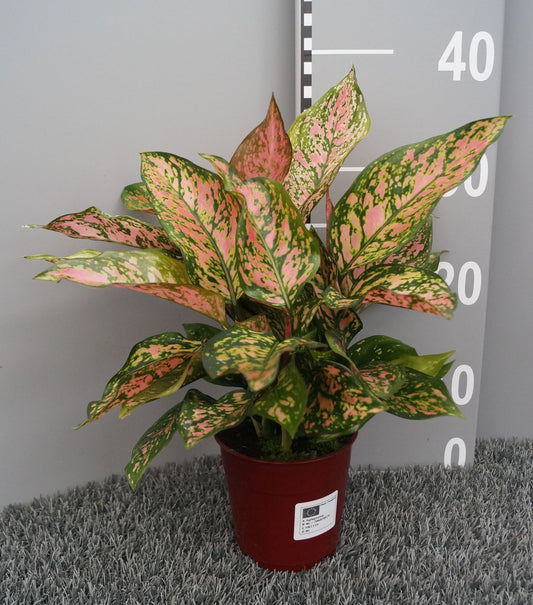 Planta naturala de interior H30cm Aglaonema Spotted PS12/10cm in pamant