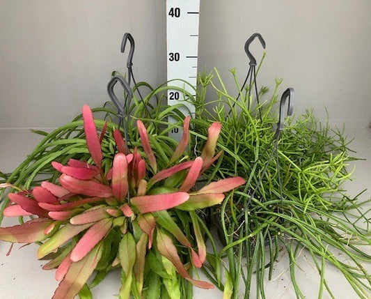 Planta naturala de interior H30cm Rhipsalis mix PS14/12cm in pamant