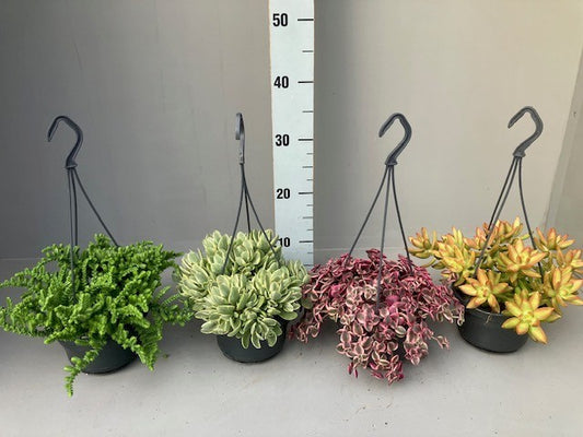 Planta naturala de interior H31cm Succulenten curgatoare mix PS14/12cm in pamant