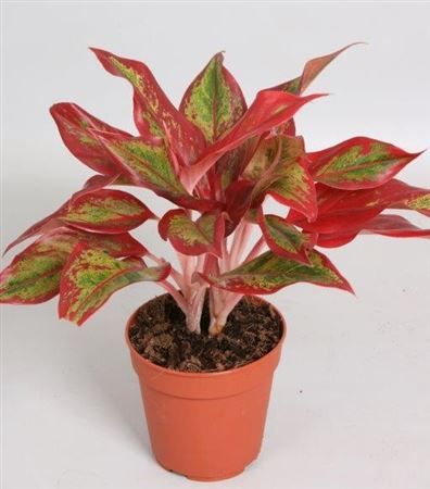 Planta naturala de interior H35cm Aglaonema Crete Flame PS12/10cm in pamant