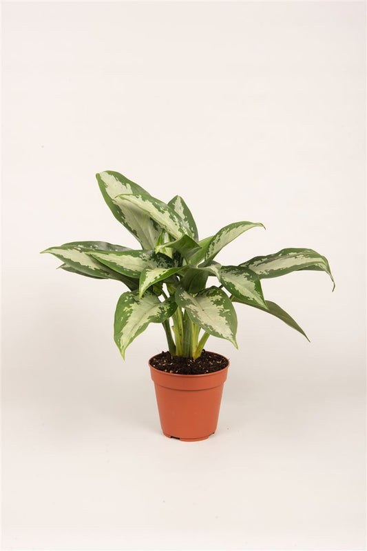 Planta naturala de interior H35cm Aglaonema Jubilee Compacta PS12/10cm in pamant