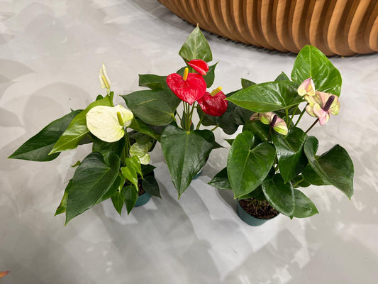 Planta naturala de interior H35cm Anthurium Mix PS12/9cm in pamant