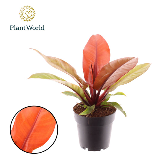 Planta naturala de interior H35cm Philodendron 'Prince of Orange' PS14/12cm in pamant
