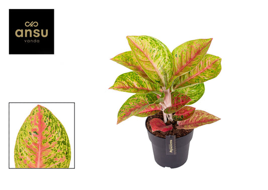 Planta naturala de interior H40cm Aglaonema Grand Poppy PS19/17cm in pamant