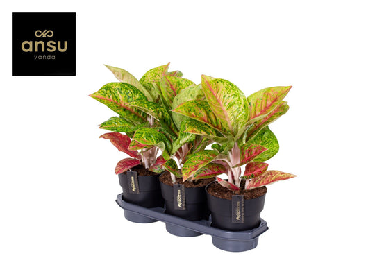 Planta naturala de interior H40cm Aglaonema Grand Poppy PS19/17cm in pamant