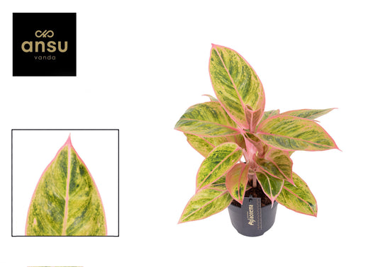 Planta naturala de interior H40cm Aglaonema Salmon Fantasy PS19/17cm in pamant