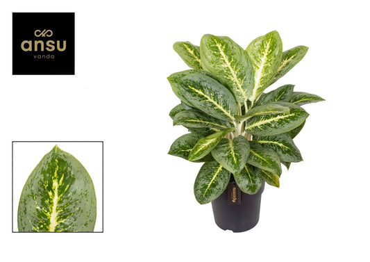 Planta naturala de interior H50cm Aglaonema Lemon Mint PS19/17cm in pamant