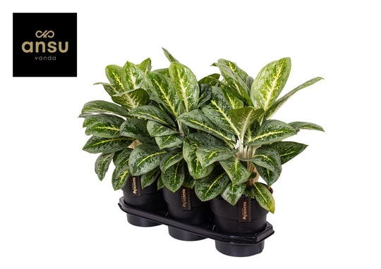Planta naturala de interior H50cm Aglaonema Lemon Mint PS19/17cm in pamant