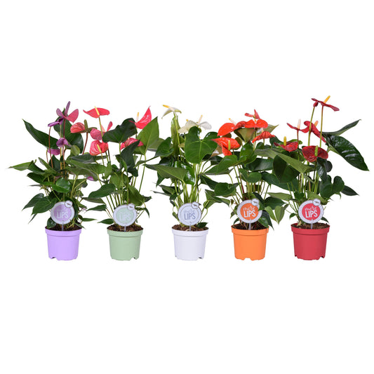 Planta naturala de interior H50cm Anthurium Mix P14cm in pamant