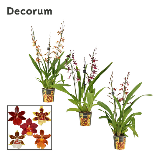 Planta naturala de interior H50cm Orhidee Cambria mix PS12/10cm