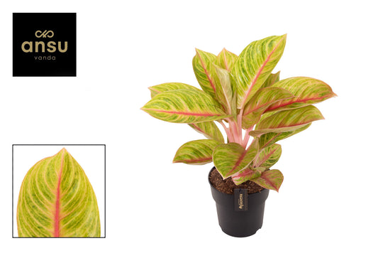 Planta naturala de interior H55cm Aglaonema Rose Parakeet PS19/17cm in pamant
