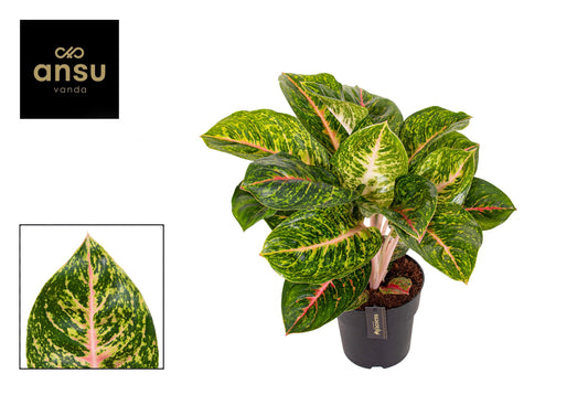 Planta naturala de interior H55cm Aglaonema Spring Red PS19/17cm in pamant