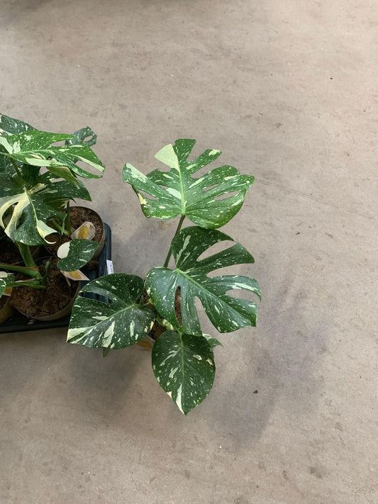 Planta naturala de interior H55cm Monstera 'Thai constellation' PS17/ in pamant