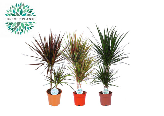 Planta naturala de interior H60cm Dracaena marginata mix PS17/ in pamant