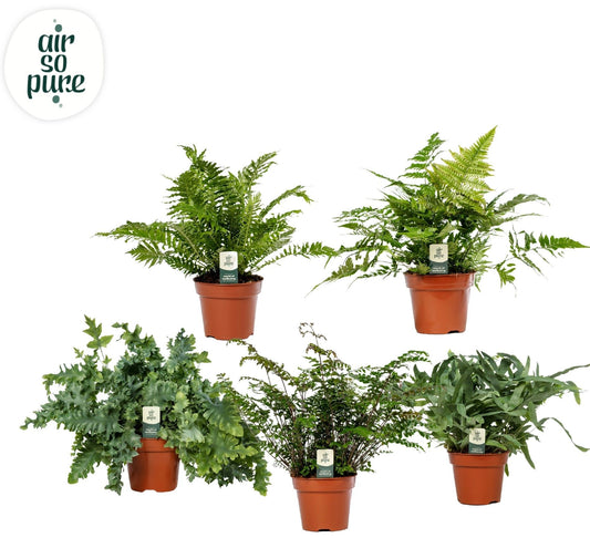 Planta naturala de interior H60cm Ferigi mix PS17/14cm in pamant