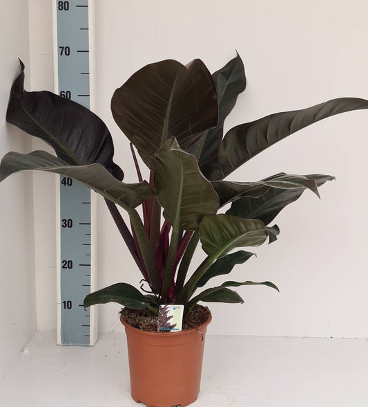 Planta naturala de interior H60cm Philodendron 'Imperial Red' PS19/17cm in pamant