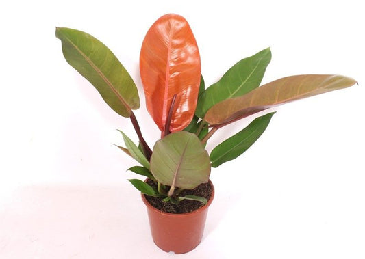 Planta naturala de interior H60cm Philodendron 'Prince of Orange' PS17/15cm in pamant