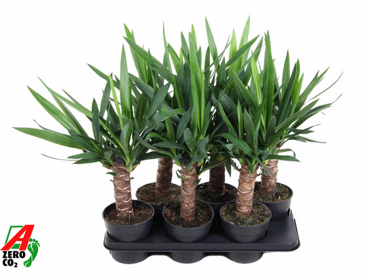 Planta naturala de interior H60cm Yucca elephantipes Tr 30 PS14/ in pamant