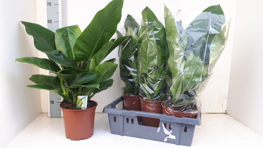 Planta naturala de interior H65cm Philodendron 'Imperial Green' PS19/17cm in pamant