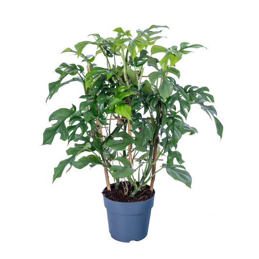 Planta naturala de interior H65cm Philodendron minima PS17/15cm in pamant