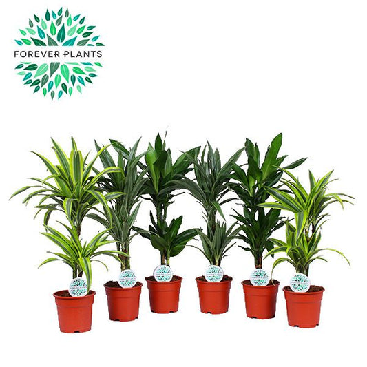 Planta naturala de interior H70cm Dracaena mix PS17/ in pamant