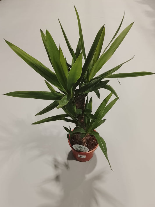 Planta naturala de interior H75cm Yucca elephantipes Tr 40-20 3+ PS17/15cm in pamant
