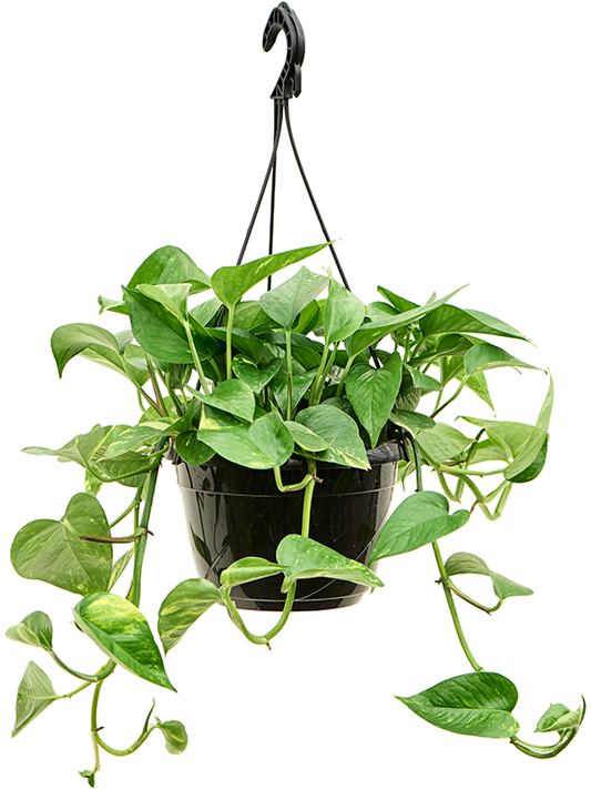 Planta naturala de interior Hanger (40-50) D30xH45cm Scindapsus (Epipremnum) 'Aureum' PS20/14cm in pamant