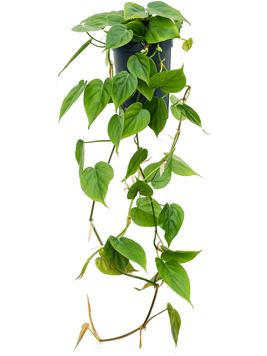 Planta naturala de interior Hanger (60cm) D20xH30cm Philodendron scandens P15/19cm in hidrogranule