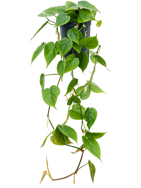 Planta naturala de interior Hanger (60cm) D20xH30cm Philodendron scandens P15/19cm in hidrogranule