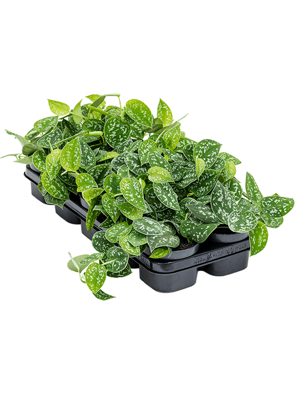 Planta naturala de interior Hanger D10xH15cm Scindapsus pictus PS12/10cm in pamant