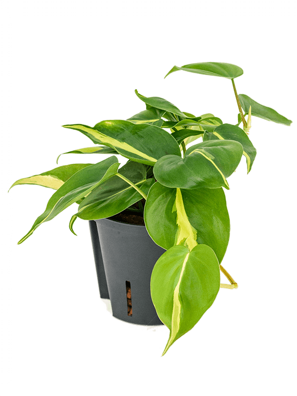 Planta naturala de interior Hanger D10xH20cm Philodendron scandens 'Brasil' P13/12cm in hidrogranule