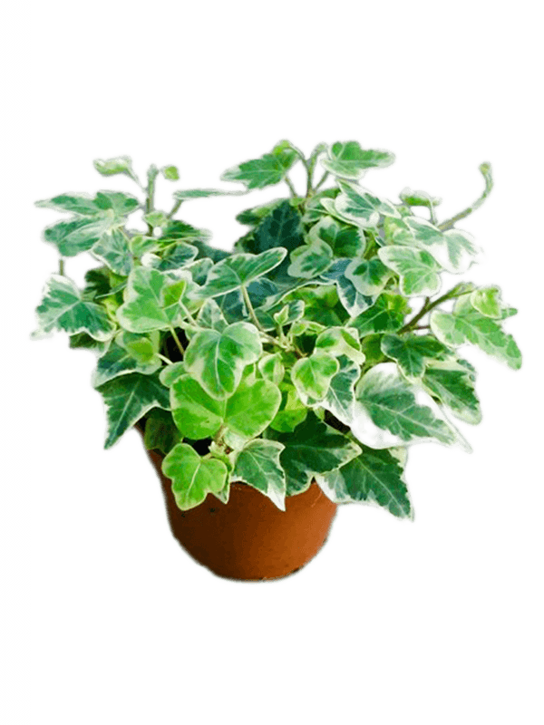 Planta naturala de interior Hanger D12xH10cm Hedera helix 'White Wonder' PS9/7cm in pamant