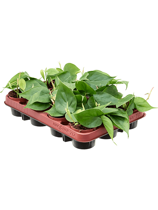 Planta naturala de interior Hanger D15xH12cm Philodendron scandens PS9/7cm in pamant