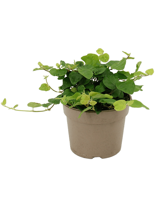 Planta naturala de interior Hanger D15xH15cm Ficus pumila (repens) 'Green Sunny' PS9/7cm in pamant