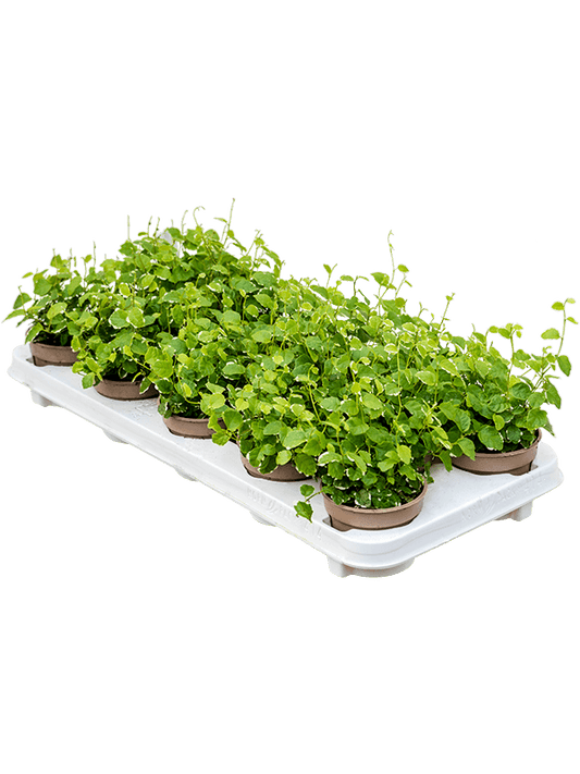 Planta naturala de interior Hanger D15xH15cm Ficus pumila (repens) 'White Sunny' PS9/7cm in pamant