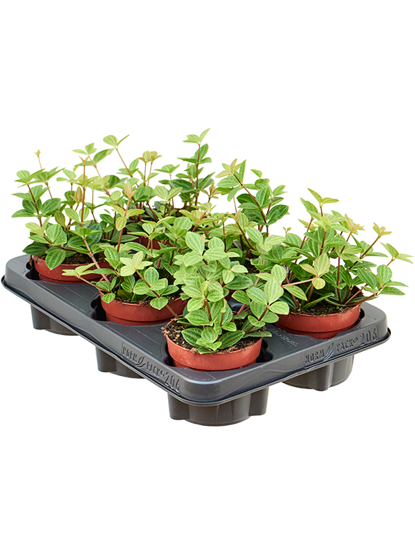 Planta naturala de interior Hanger D15xH15cm Peperomia angulata 'Rocca Vivace' PS11/9cm in pamant