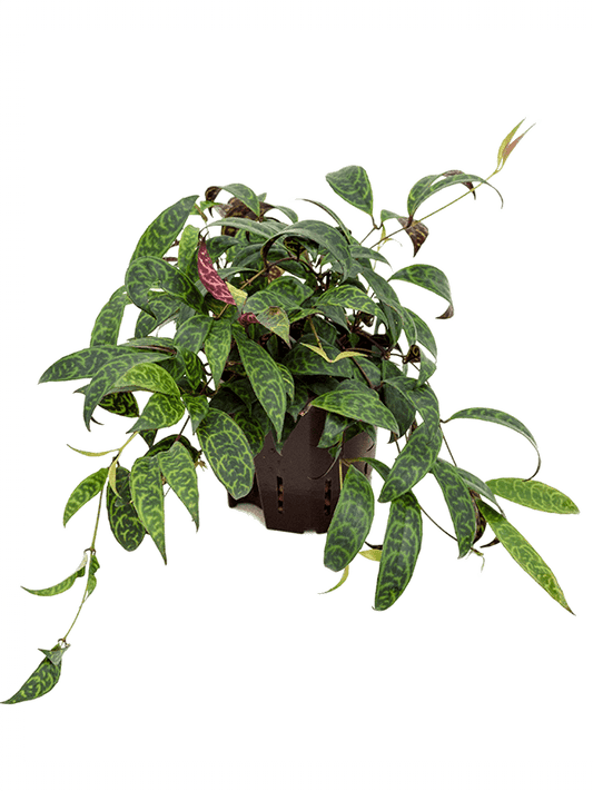 Planta naturala de interior Hanger D15xH20cm Aeschynanthus marmoratus P13/12cm in hidrogranule