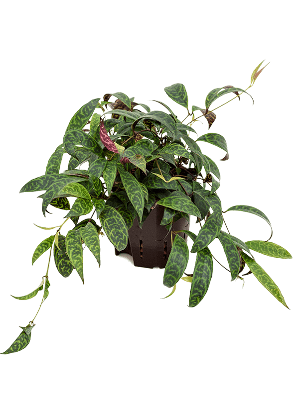 Planta naturala de interior Hanger D15xH20cm Aeschynanthus marmoratus P13/12cm in hidrogranule