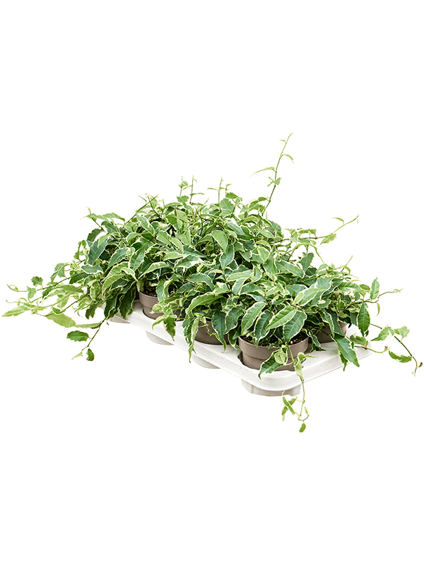 Planta naturala de interior Hanger D15xH20cm Ficus radicans 'White' PS12/8cm in pamant