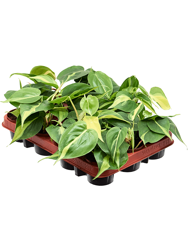 Planta naturala de interior Hanger D15xH20cm Philodendron scandens 'Brasil' PS9/7cm in pamant