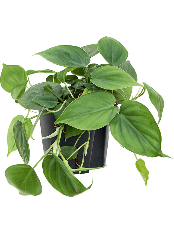 Planta naturala de interior Hanger D15xH20cm Philodendron scandens P13/12cm in hidrogranule