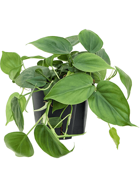 Planta naturala de interior Hanger D15xH20cm Philodendron scandens P13/12cm in hidrogranule